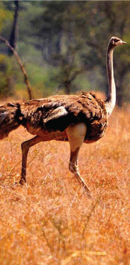 Kidepo National Park