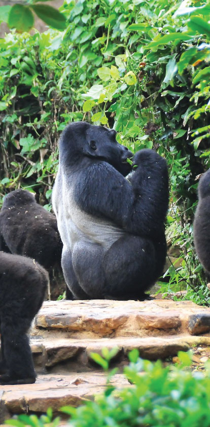 Bwindi National Park