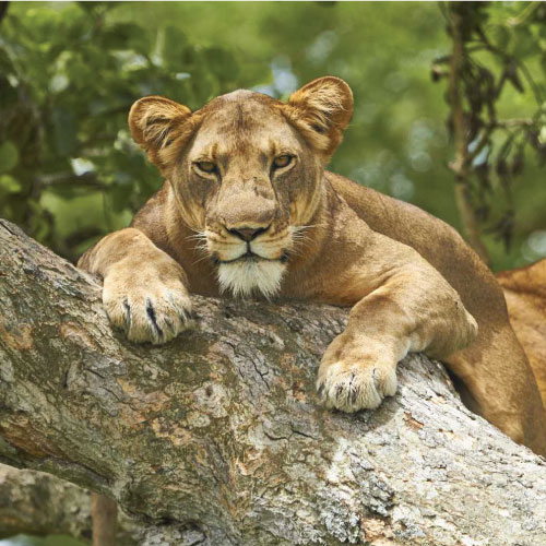 Queen Elizabeth National Park