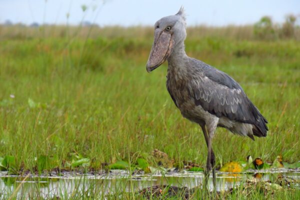 1 Day Mabamba Shoebill Stork And Birding Tour