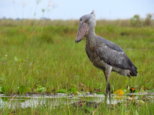 1 Day Mabamba Shoebill Stork And Birding Tour