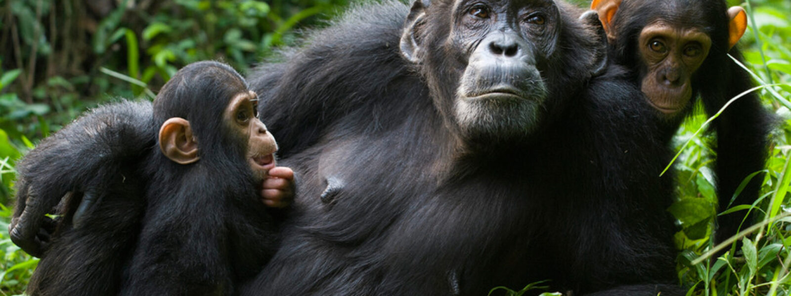 Mgahinga National Park