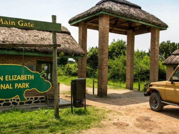 6 Days Gorilla and Wildlife Safari