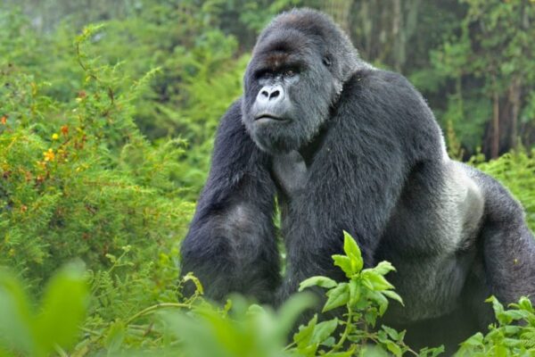 3 Days Mgahinga Gorilla trekking safari