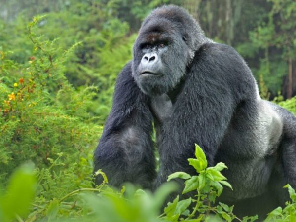 3 Days Mgahinga Gorilla trekking safari