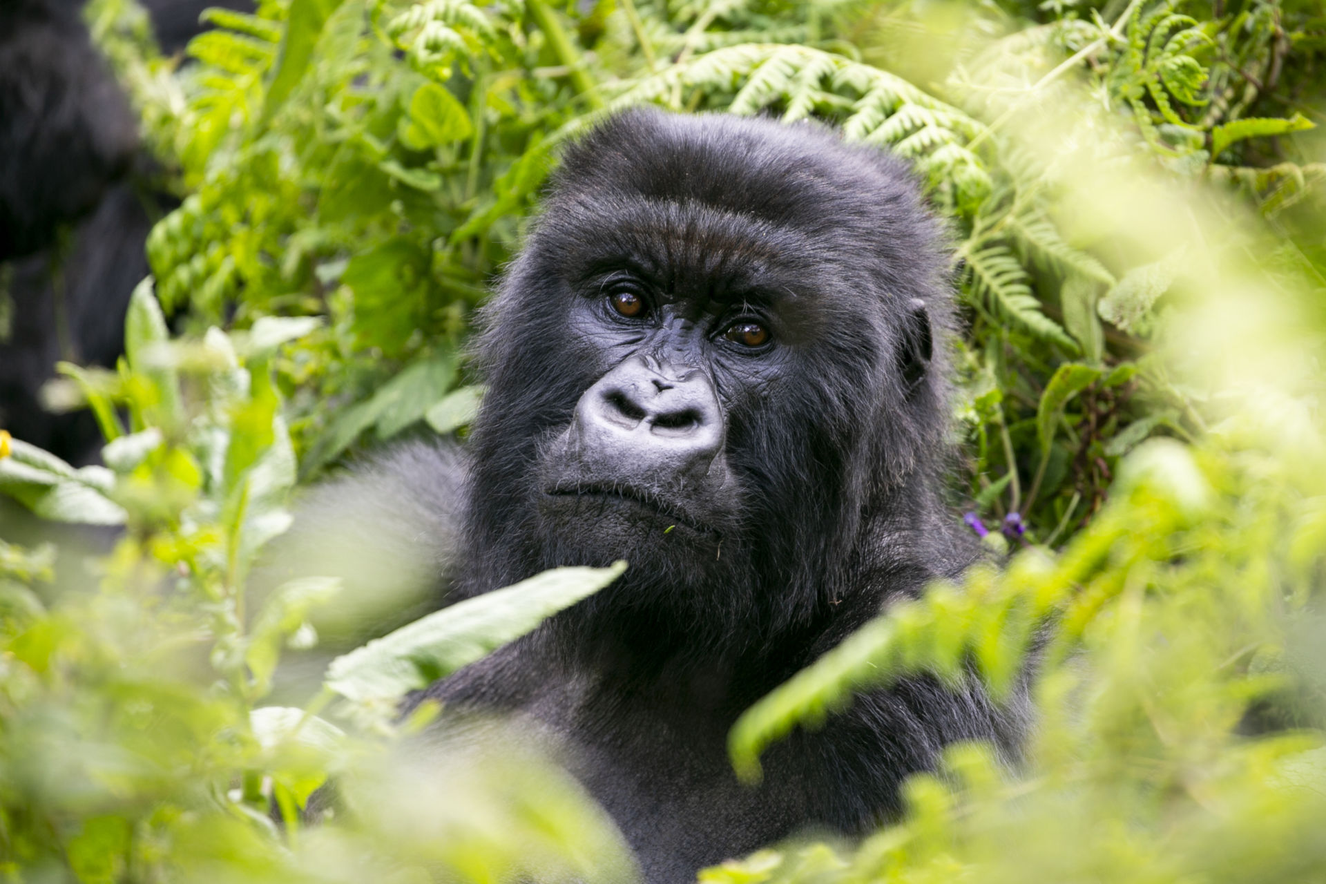 Mountain gorilla portrait.