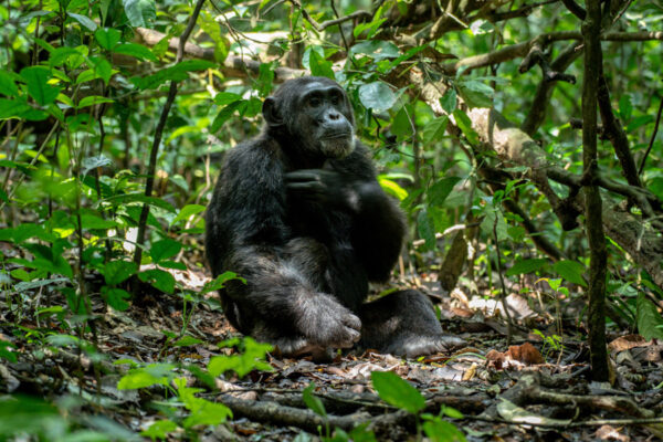 9 Days Uganda Gorilla, Chimpanzee and Wildlife Safari.