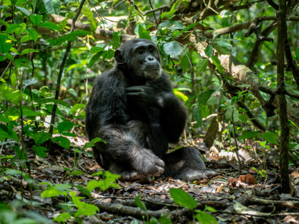 9 Days Uganda Gorilla, Chimpanzee and Wildlife Safari.