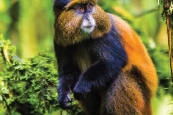 4 Days Mgahinga Bwindi gorilla and golden monkey trekking safari