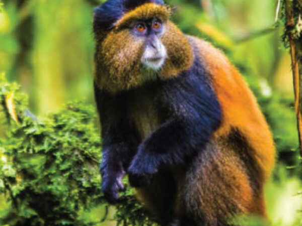 4 Days Mgahinga Bwindi gorilla and golden monkey trekking safari