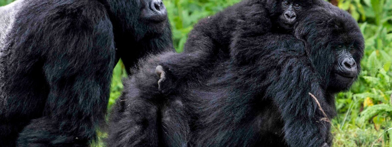 Bwindi National Park
