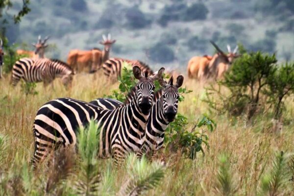5 Days Rwanda tour with Akagera National Park