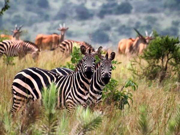 5 Days Rwanda tour with Akagera National Park